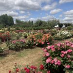 colourful roses flowering in the field trials at Rochfords International Rose Trials